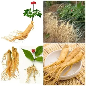 Sam Tuoi Han Quoc Gia Bao Nhieu 2