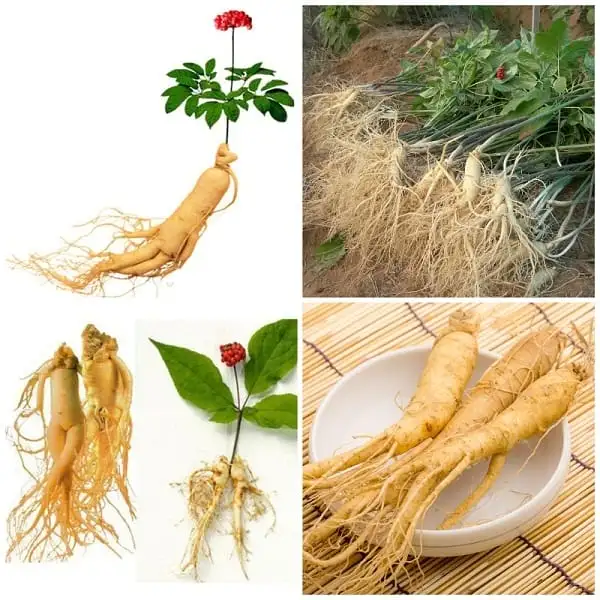 Sam Tuoi Han Quoc Gia Bao Nhieu 2