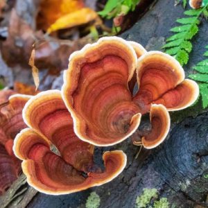 Nam Lim Xanh Rung Cat Pro 1